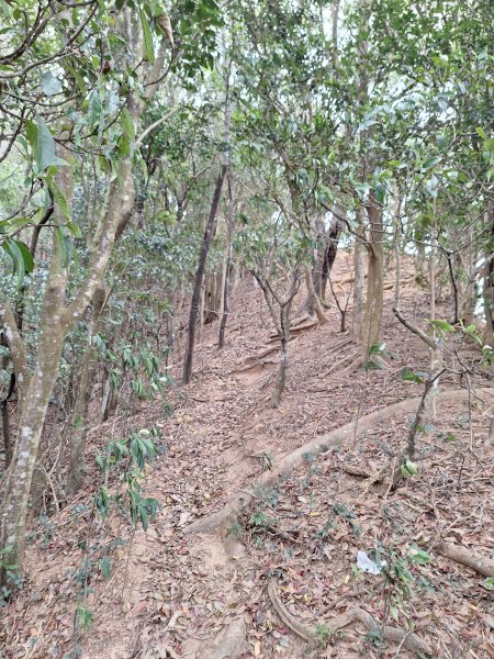 飛龍步道(崇聖亭起登)202401222696331