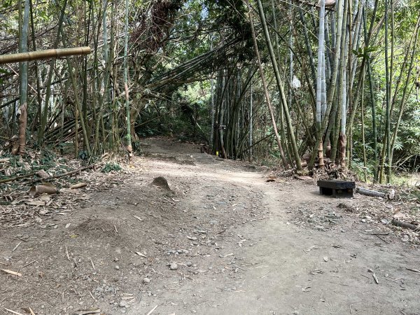 龍過脈森林步道2969780