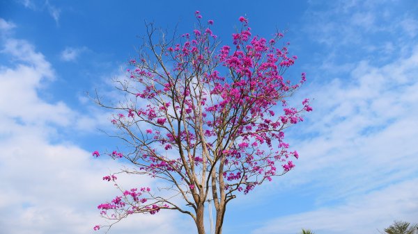 豐之谷,理想大地,林田山,立川漁場3007284