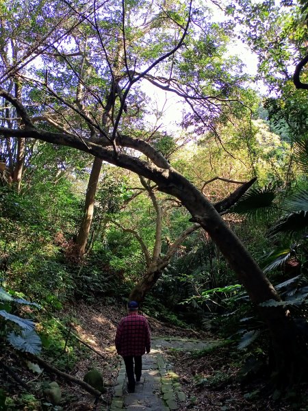 桃園大溪石門水庫楓林步道、齋明寺古道【南山神壽任務】1963921
