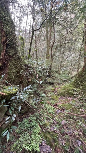 芃芃山西北稜大內台2693940