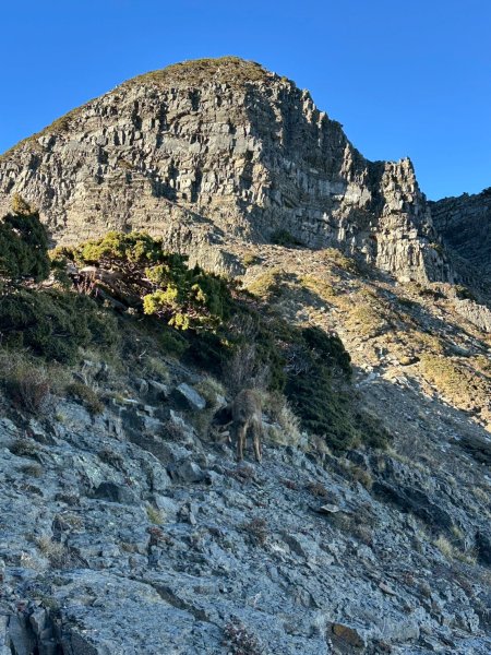 帶著77歲爸爸爬百岳~雪山西稜_12/07~12/12，2025唯一一爬。2961055