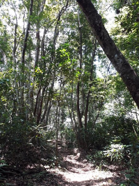 彰化芬園挑水古道碧山古道20190630620218