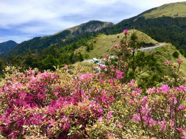 1070526合歡北峰杜鵑花343240