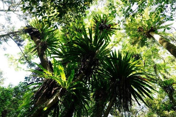 新北 烏來 波露南山3036002