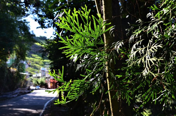 分桂林山 & 尾文坑山 & 罩蘭崎山1389517