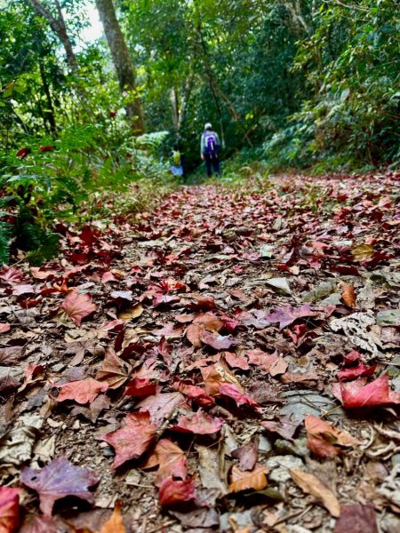 🌈1/11（日）六龜警備道~小百岳~鳴海山×網子山✨FB：熊熊趴爬走🌈2980530
