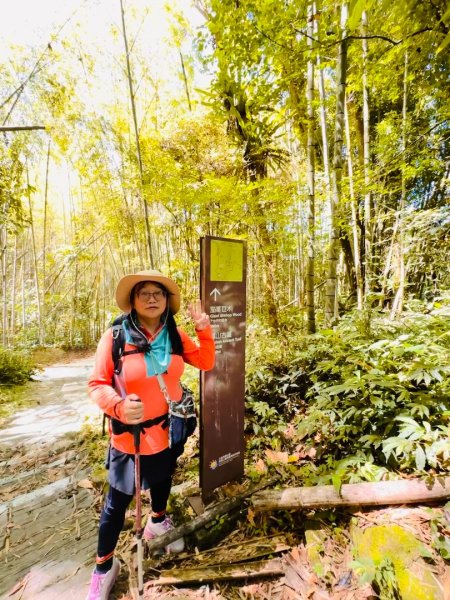 阿里山迷糊步道-福山古道2793370
