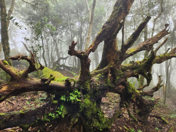 【中級山縱走】魯壁山，東穗山，大島田山，宇老觀景台2771648