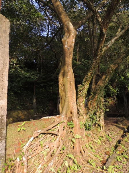 104.02.28  望古>嶺腳寮，菁桐14741