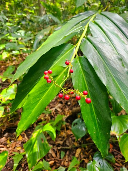 小百岳集起來-蘭嶼紅頭山2184438