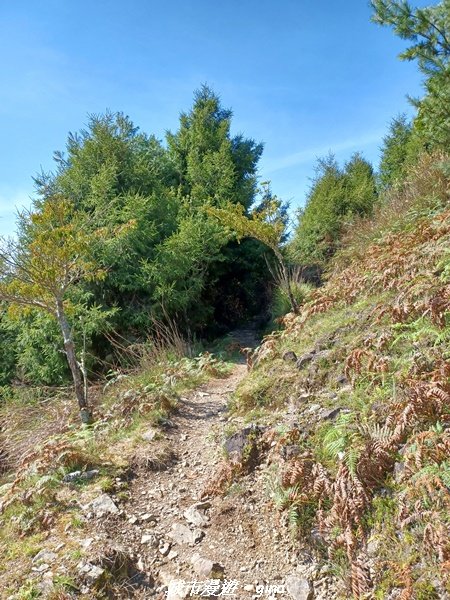 【南投信義】媲美百岳美景。 麟趾山鹿林山O型1859464