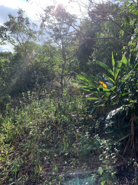 20250315屏東頭崙山-頭崙山西北峰2737227