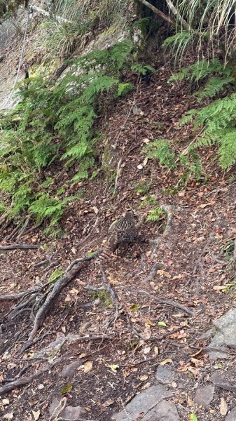 再見加里山2961850