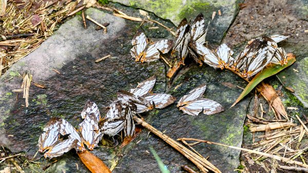 蛇子形古道。美廠產能完售2784734