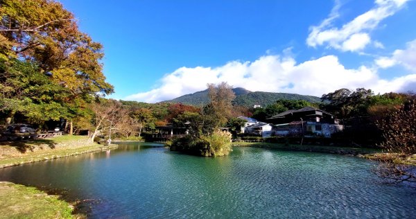 20211219 陽明山楓情萬種·梅花怒放1555036