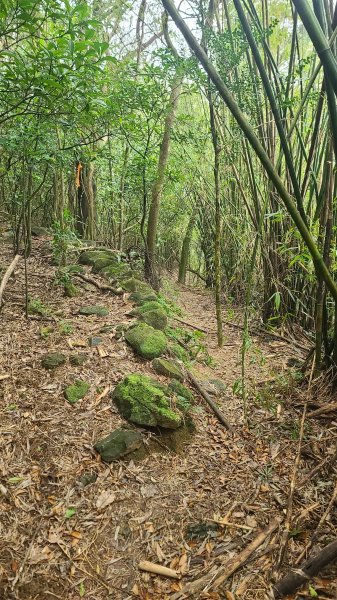 2025-01232淡蘭古道北二段(燦光寮古道到澳底)2696633