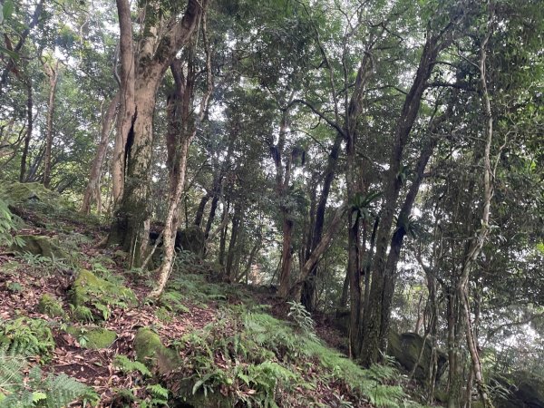 油羅山 2025 09/132890042