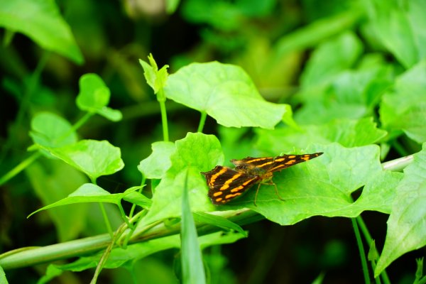 埔里彩蝶瀑布之國姓鄉眉冷山及糯米橋1466218