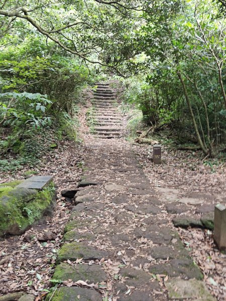 2026-0518 二子坪_大屯坪_青楓步道_猴砍水圳步道_橫嶺古道_半嶺水圳_天母圓環3057269