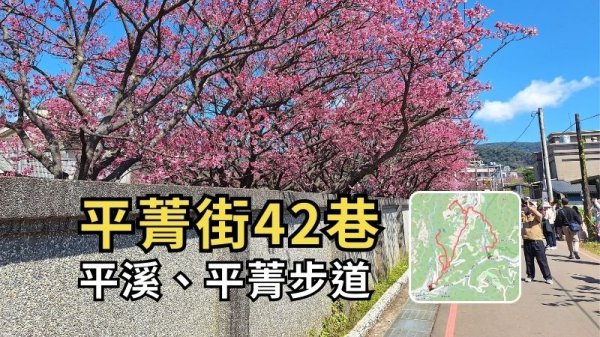 平菁街42巷賞櫻：用走的就到，不用擠公車、不怕停車