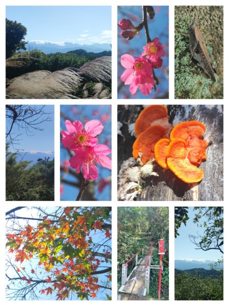 新嶺山步道-大湖頂山-大棟山-鶯歌大榕樹-福源山步道2990683