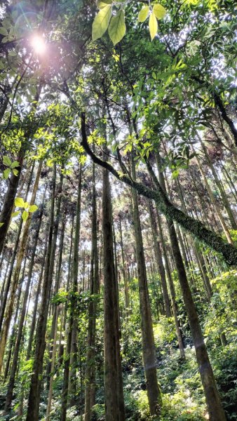 烏來桂山路…文化大學華岡實習林場…四崁水山…大桶山…桂山路2499150