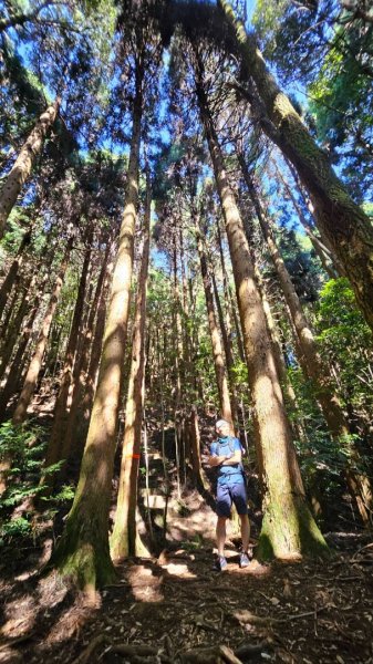 20251014雪見遊憩區 🚴‍♂️咖搭車走司馬限林道上東洗水山兩刷北坑山至大板根2916450