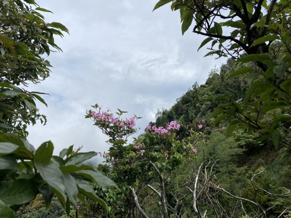 20220618_大坪登山口上加里山1749749