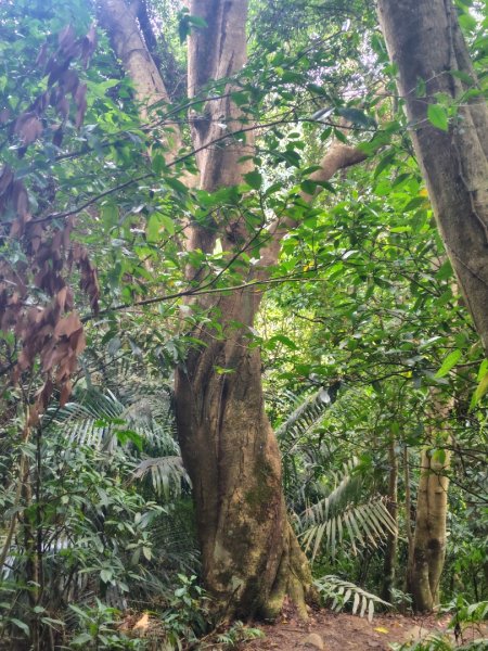 鳳鳴古道 鳳鳴山 南隘勇（南長城）古道 三湖山 八達嶺（龍骨）古道 綠色古道 延平古道2975319