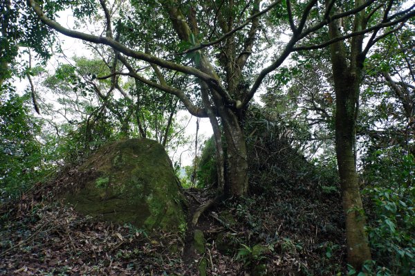 新竹 關西 福大山、彩和山、高甫山2988274