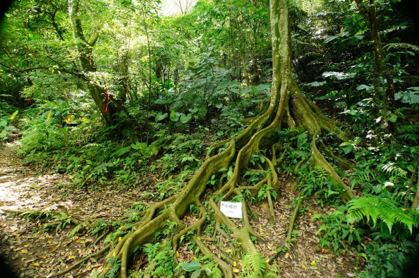 新竹 芎林 飛鳳山、中坑山、石壁潭山3050433