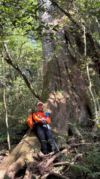 山毛櫸「最後一舞」2955255