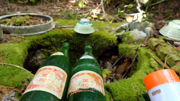 尋幽訪古遊走千年巨木和幻霧美森的樂山林道2882343