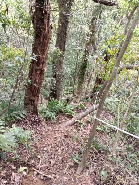 蛇子形古道+柴寮古道2754248