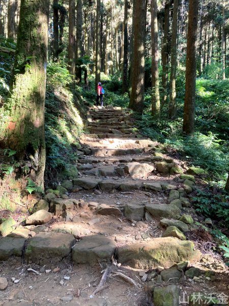 2023-12-10 嘉義 大凍山步道2374176