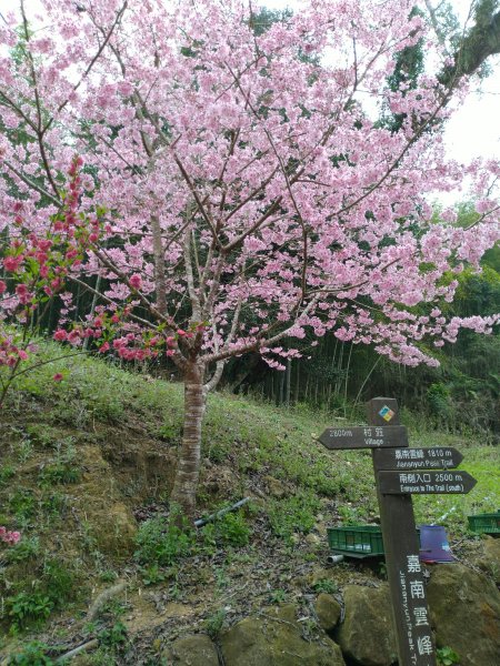 2023-02-26 登嘉南雲峰巧遇草嶺櫻花季2043940