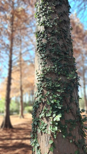 《台中》落雨松季｜石岡挑物古道O繞下情人木橋202501122687594