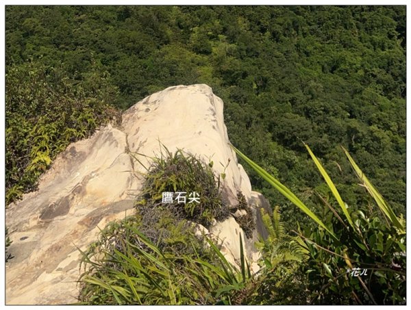 金龍湖、鷹石尖、老鷲尖、內溝山 O型一圈2966612