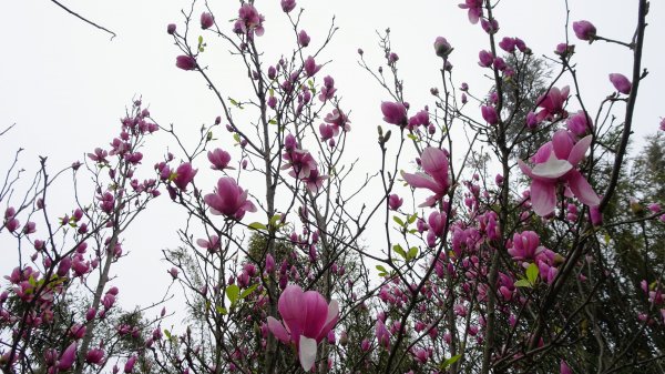 十八彎古道2026581