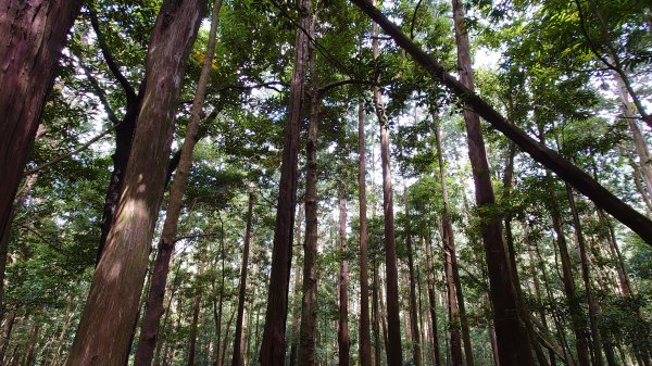  步道巡訪員 l 北得拉曼步道6月巡訪日誌1016108