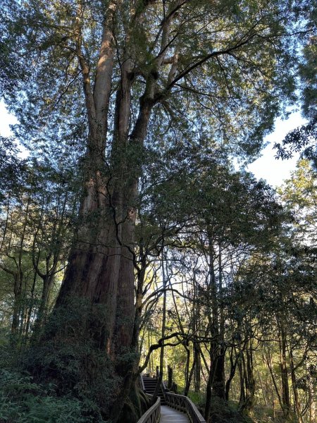 阿里山園區巨木群步道繞一圈2420747