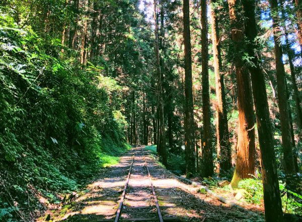 阿里山十字路走得恩亞納 O型