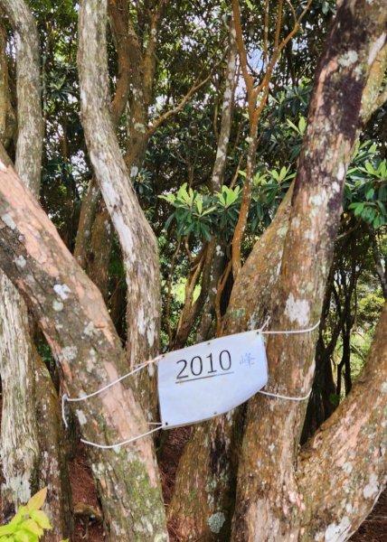 【中級山縱走】最美中級山，鳶嘴西稜縱走（鳶嘴山，醜崠山，長壽山）2741351