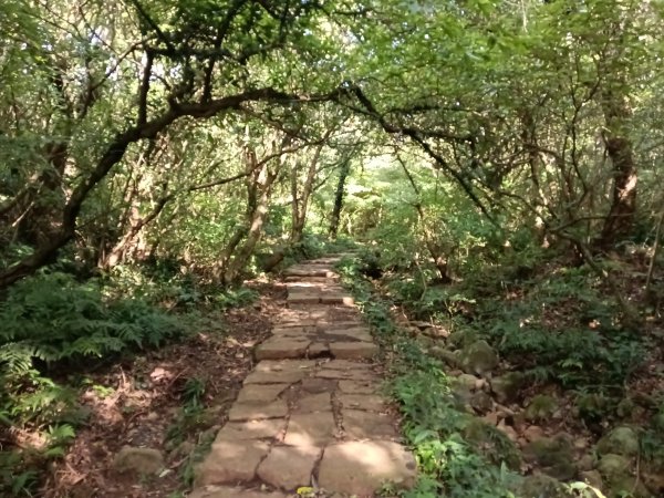 北投區清天宮步道+面天山+向天山+向天池+興福寮步道+頂青礐古道P字走2960034