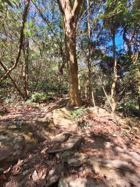 德文山(觀望山)202601052978646