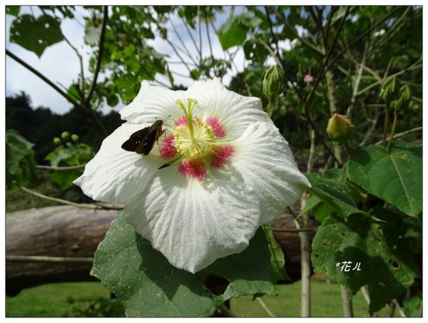 溪頭/山芙蓉之旅712594