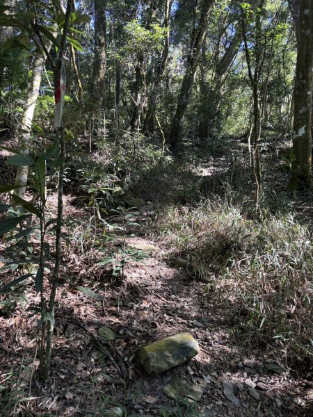 20251116鳴海山、網子山登山步道2938396