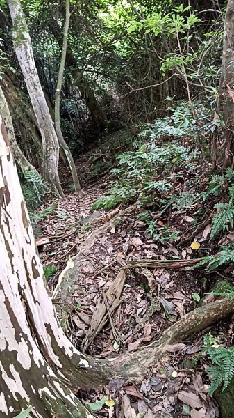 20250531 新竹關西 赤柯山及東獅頭山 O型2801089