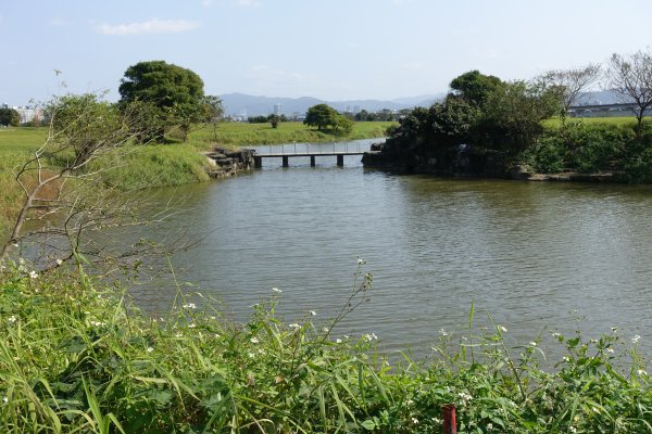 美堤公園花海．中427公園賞櫻1257995